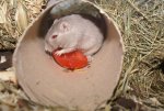 DSC00042.jpg