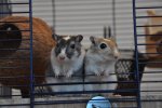 DSC_0231.jpg