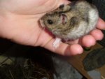 muffin 2.jpg