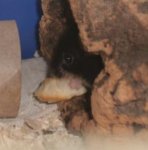 Blacky1.jpg