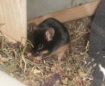 Blacky2.jpg