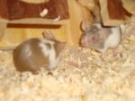 DSC00286.jpg