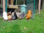 Lucy, Phindus, Reyla, Ursel, Uschi.jpg