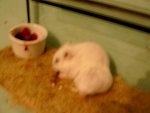 PIC_0009.jpg