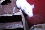 IMG_4529.jpg