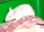 yogurt 001.jpg