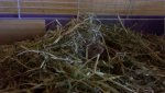 2010-11-20_14-13-52_914_Lampertheim.jpg