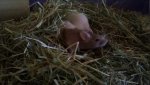 2010-11-20_14-14-22_782_Lampertheim.jpg