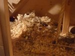Nest.jpg