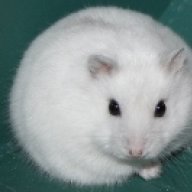 Hazel