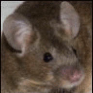 Franzi