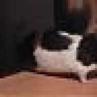kleenemaus