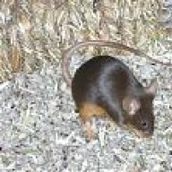 Koboldine