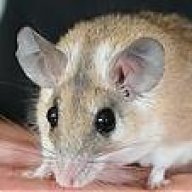 balu