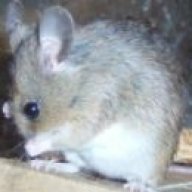 hamsie