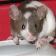 NiMouse