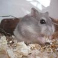 sappi