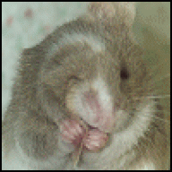 Joey