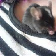 Kapuzenmaus
