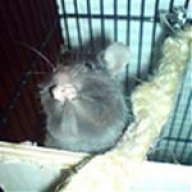 Jerrymaus