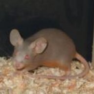 Tascha
