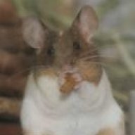 Pelzi