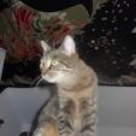 Katze