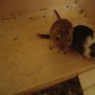 Almafi