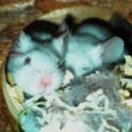 Loonie
