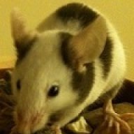 Cosma