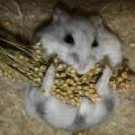 Africanpygmy