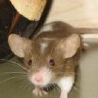 Semmi
