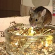 Fränki