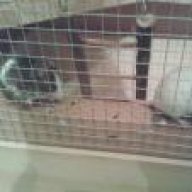Daisy&Minny