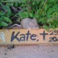 Katechen