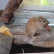 Börnie