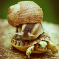 Sonnenblümchen