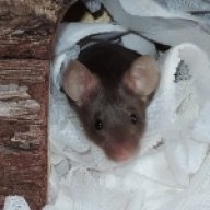 sabine