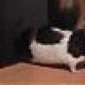 kleenemaus