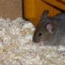Martina