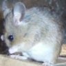 hamsie
