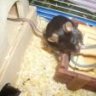 Speedy&Yoko