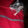 lonny