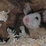 Adaloc