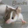 Blanchi