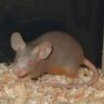 Tascha