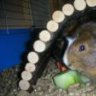 kleine Maus