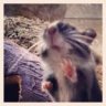 Scratch