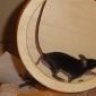 wolli