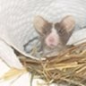 ratzfatz